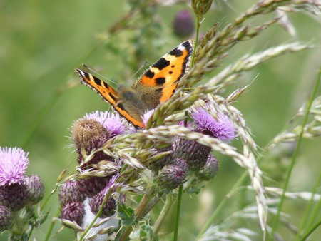 butterfly on thistle - thistle, butterfly, field, grass