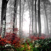 FROZEN FOREST IN THE MIST