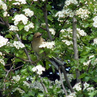 sparrow in blossom