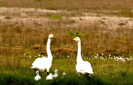 HAPPY FAMILY - flowers, geeses, white, goslings, field, happy, family