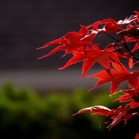 RED MAPLE LEAVES