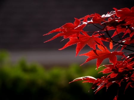 RED MAPLE LEAVES - leaves, maple, red