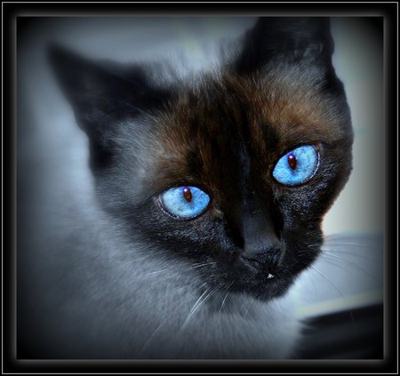 Only have eyes for you - face, blue, eyes, siamese