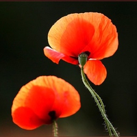 Orange Flowers