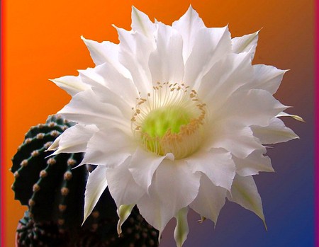 White Flower - white flower, picture, cool