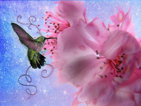 Hummingbird - animal, flower, hummingbird