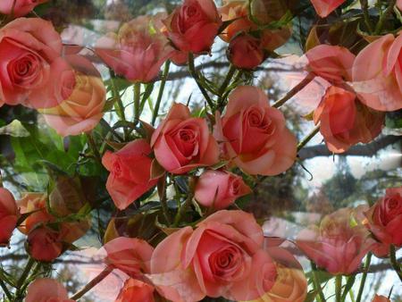 Roses - flowers, roses, nature