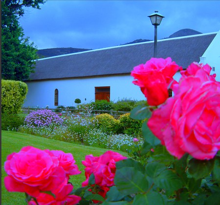 Queens of the garden - garden, bright, roses, pink