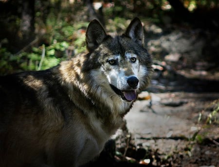 Face of a leader - stream, wolf, colored, forest