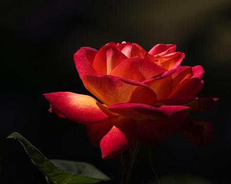 Rose - rose, flower, nature