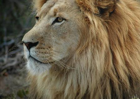 Leo the Lion - cat, animal, lion