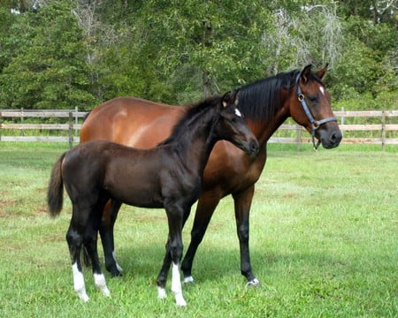 By my side - colt, grass, mare, pasture