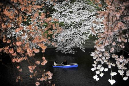 Cherry blossoms - white, nature, blossoms, cherry, flowers