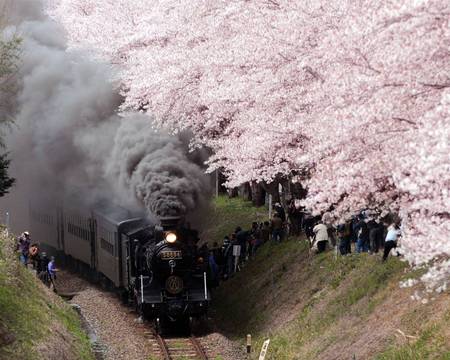 steam locomotive - train, nature, blossoms, cherry, flowers