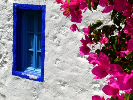 Facade with bougainvillae - facade, bougainvillae, window, wall