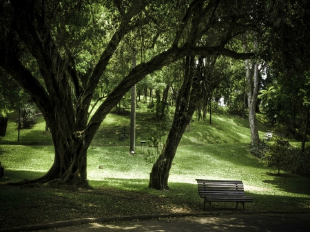 Banco da praa - bench, trees, green