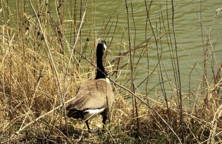 Canadien Goose - geese, birds, nature