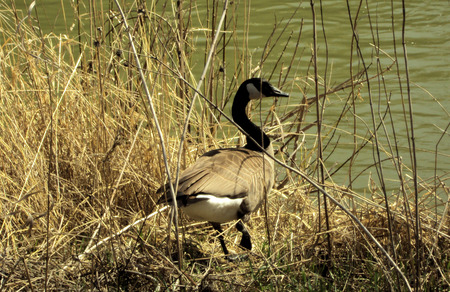 Canadien Goose - geese, birds, nature