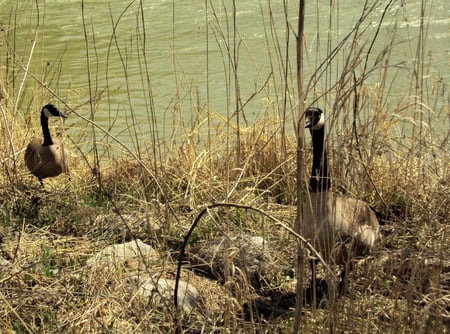 Canadien Goose - geese, birds, nature