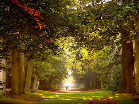 Lovers-Walk - nature, hot, forest, spring, scene