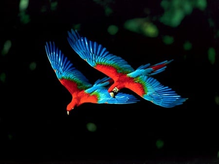 Flight of the Macaws - macaws, blue, red, flight