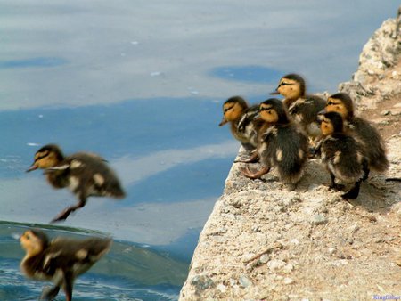 Follow Me - jumping, cliff, water, chicks