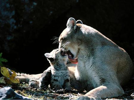 Clean behind your ears - cougars, mother, love, cub