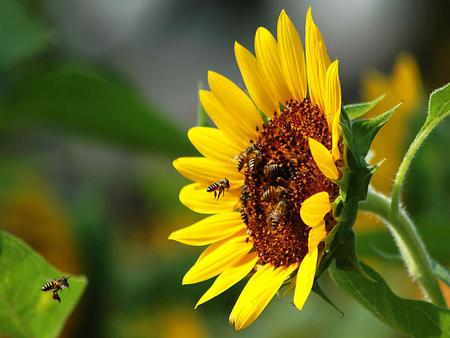 Bees on Sunflower - sunflower, nature, bee, yellow, bees, flower