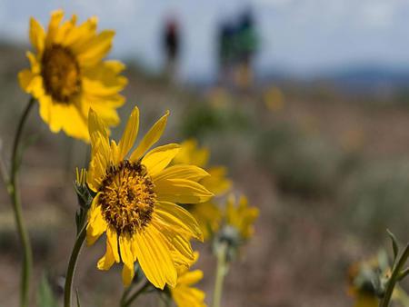 Yellow Sunflower - sunflower, nature, yellow, flower