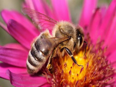 Bee on a pink flower - nature, bee, flower, pink