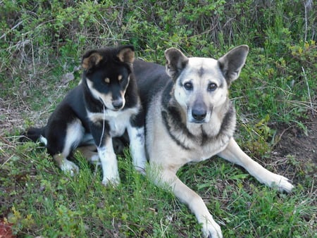 can you get it away from me? - dogs, animals