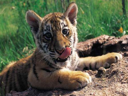 Baby Tiger - tiger, nature, welpje