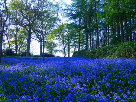 Wild Flowers - picture, cool, wild flowers