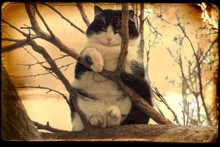 Cat on Tree - picture, cat on tree, cool