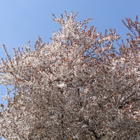 Flower of the trees