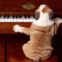 Dog playing piano