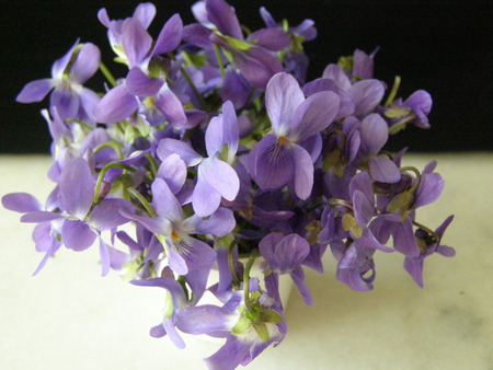 violets - flowers, violets, little, blue