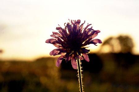 flower - nature, purple, flowers