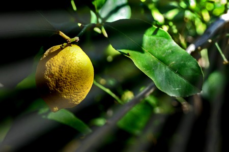 It's only a lemon - tree, yellow, lemon, light