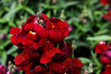 Red - red, spring, flower, green