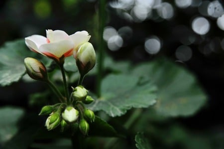 Geranium - white, flower, pink, green