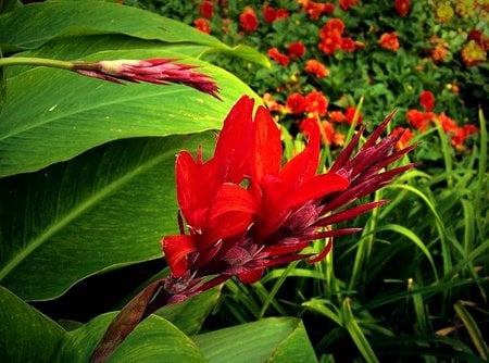 TROPICAL FLOWER 2 - jungle, tropical flower, red