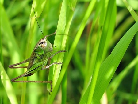 bush cricket - bug, bush cricket