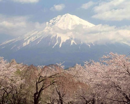 Fuji and flowers - blossoms, peak, fuji, snow