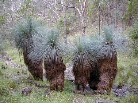 'Black Boys' of Australia - four, australia, odd, trees