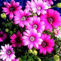 Pink Flowers