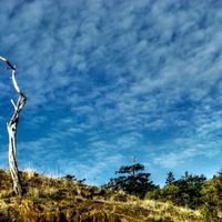 Tree Against Sky