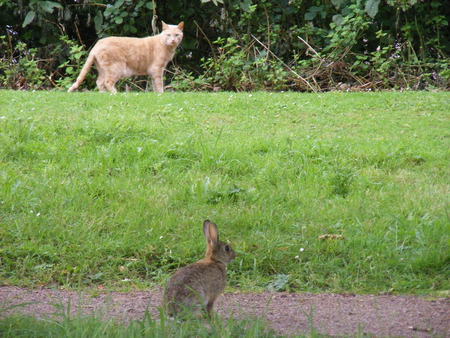 uh oh  - rabbit, field, stalking, cat