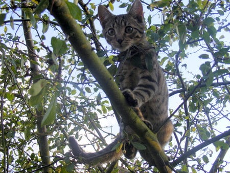 Here comes Dave - garden, tree, cute, kitten