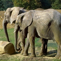 Brother Elephants